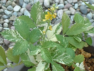 斑入キンミズヒキ（金水引）　