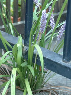 ヤブラン（藪蘭）