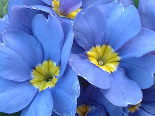 プリムラ ポリアンサ