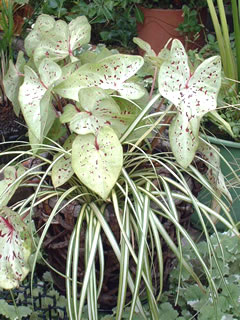 カラジウム（2年目）