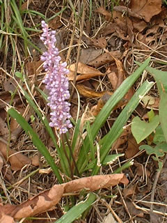 ヤブラン（藪蘭）