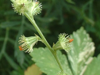 キンミズヒキ（金水引）の種