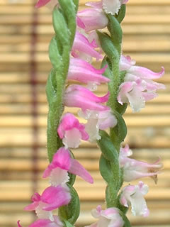 ネジバナ（捩花）