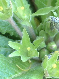 短花柱花（ブラシ花）交配後