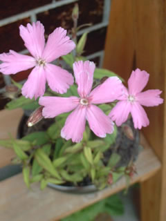 タカネビランジ