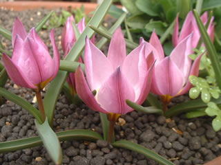 チューリップ プルケラ フミリス