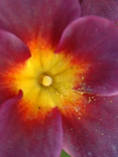 長花柱花（ピン花）交配後