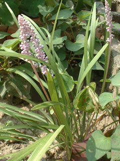 ヤブラン（藪蘭）