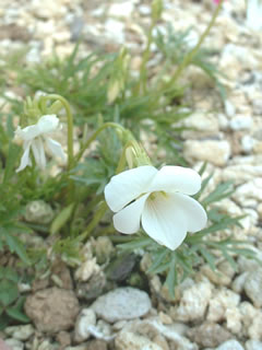 ヒゴスミレ（肥後菫）