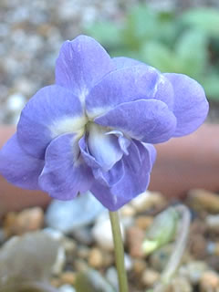 パルマスミレ（八重咲きニオイスミレ）