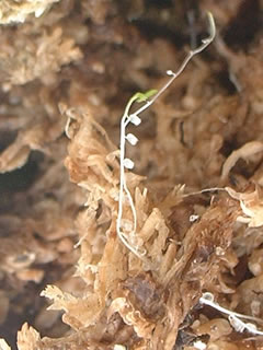ウサギゴケの根と捕虫嚢