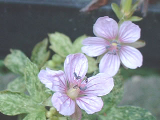 ゲラニウム ‘ジェスターズジャケット’（斑入ゲンノショウコ）