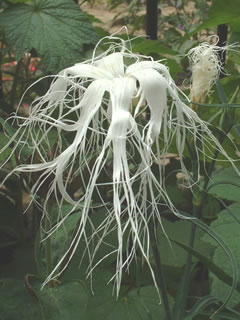 イセナデシコ（伊勢撫子）