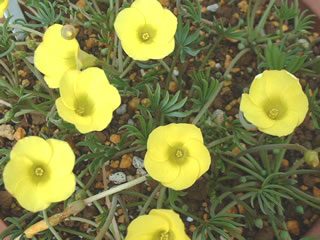 オキザリス フラバ