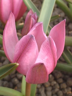 チューリップ プルケラ フミリス