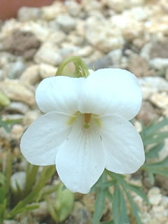 ヒゴスミレ（肥後菫）の花