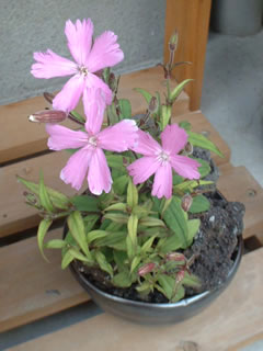 タカネビランジ