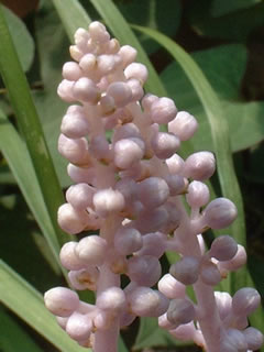 ヤブラン（藪蘭）