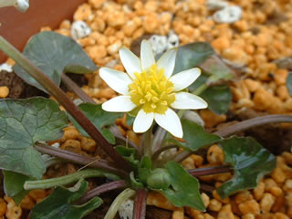 ヒメリュウキンカ ‘フライドエッグ’