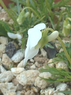 ヒゴスミレ（肥後菫）の距