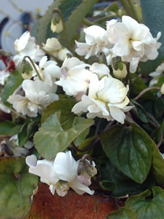 パルマスミレ 白花