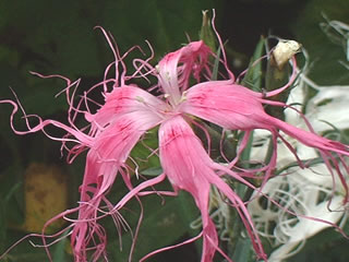 イセナデシコ（伊勢撫子）