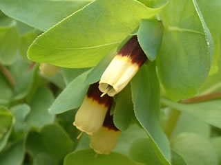 セリンセ マヨール ‘イエローキャンディー’