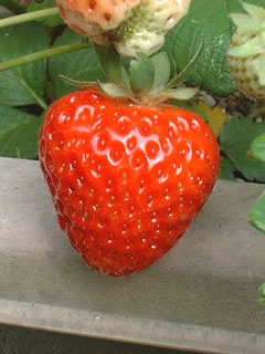 イチゴ（さちのか）