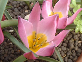 チューリップ プルケラ フミリス