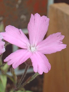 タカネビランジ