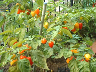 色付いたハバネロ