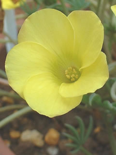 オキザリス　フラバ（花）