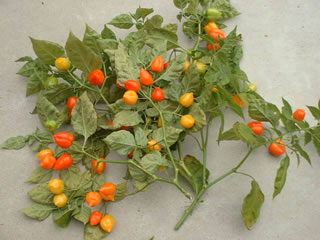 ハバネロの収穫