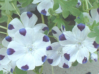 ネモフィラマキュラータ（ファイブスポット）