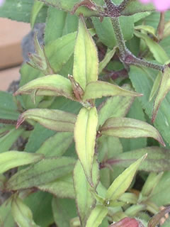 タカネビランジ