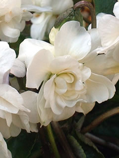 パルマスミレ 白花