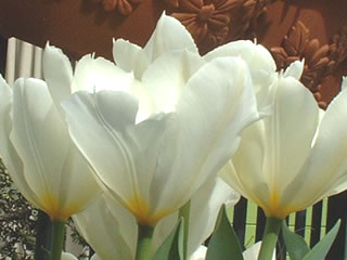 チューリップ（クリーム色）