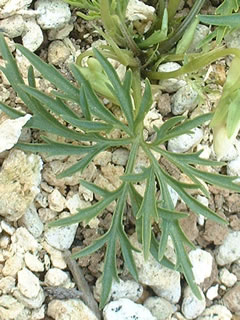 ヒゴスミレ（肥後菫）の葉