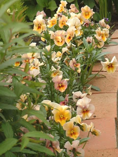 パンジー ナチュレ ブロンズシェード