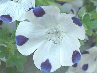 ネモフィラマキュラータ（ファイブスポット）