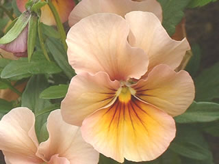 ミニパンジー　ナチュレ ブロンズシェード