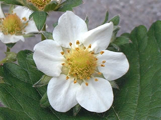 イチゴ（さちのか）