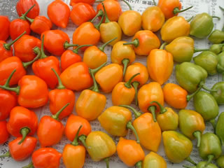 ハバネロの収穫