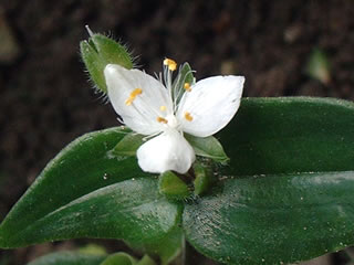 トキワツユクサ（常盤露草）