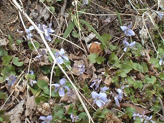 アカフタチツボスミレの群生