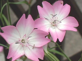 ビスカリア ‘チェリーブロッサム’