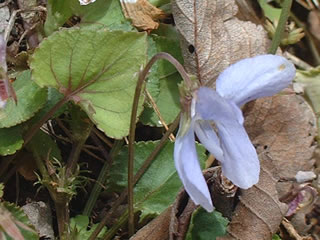 アカフタチツボスミレ