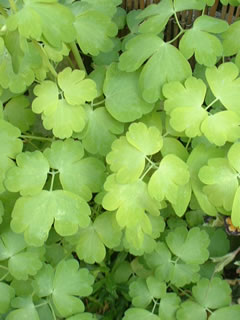 西洋オダマキの黄金葉