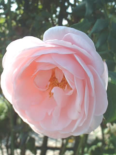 クライミングローズ　ナエマ