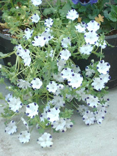 ネモフィラマキュラータ（ファイブスポット）